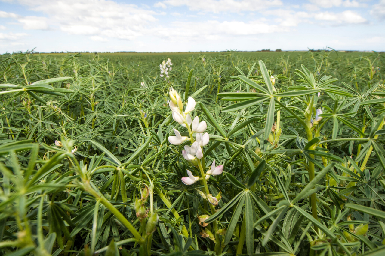 
          Lupin flakes are made with the beans of the Australia Sweet Lupin, a legume. 
        